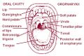 Mouth