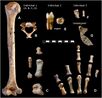 Simanya neanderthal.jpg