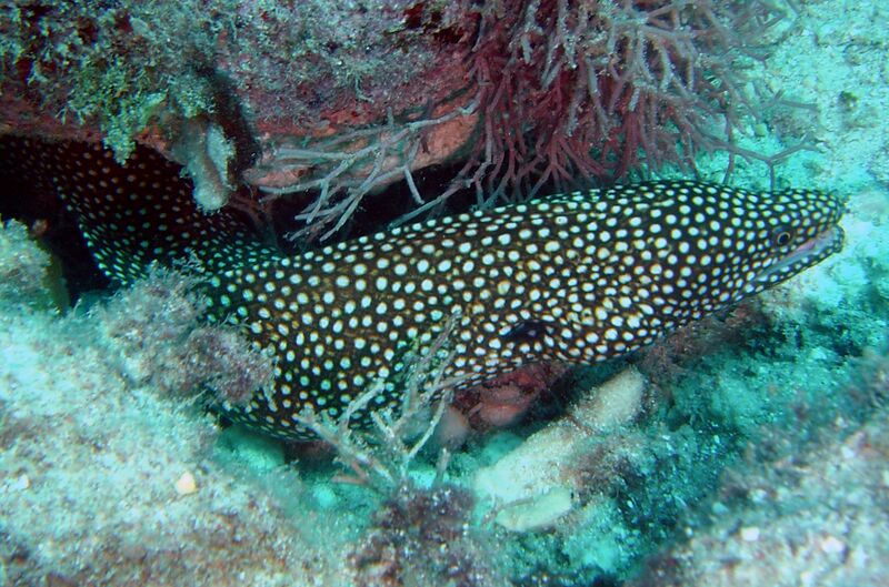 ملف:Gymnothorax meleagris.jpg