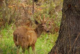 South Andean deer