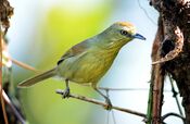 Pin-striped Tit-babbler Macronus gularis by Dr. Raju Kasambe DSC 5961 (65).jpg