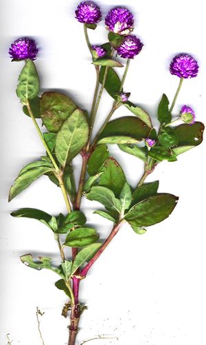 Starr 020304-9001 Gomphrena globosa.jpg