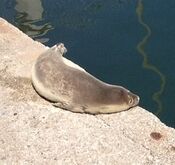 Monachus monachus.jpg