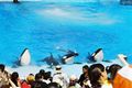 Orca 03.jpg