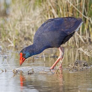 Purpurhuhn.jpg