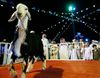 ملكة جمال الخراف السعودية