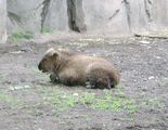 A baby takin in the Lincoln Park Zoo, Chicago, إلينوي