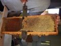Uncapping the cells by hand using an uncapping knife