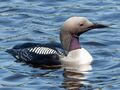 Gavia arctica EM1B1934 (48009481846).jpg