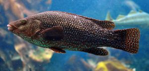 Labrus bergylta Brest.jpg