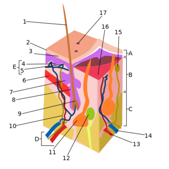 Skin.svg