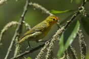 Cephalopyrus flammiceps, Bhutan 1.jpg