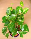 Epipremnum aureum20061009 07.jpg