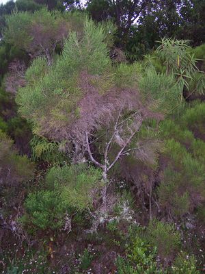 Erica arborescens.JPG