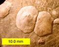 Petrocrania brachiopods attached to a strophomenid brachiopod; Upper Ordovician of southeastern Indiana.