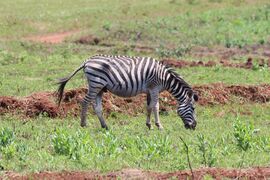 Plains zebras (or Equus quagga) are listed as 'near threatened' by the IUCN.