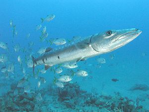 Photo of large fish surrounded by many small fish