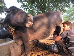 Buffalo Milk.jpg