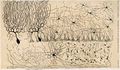 رسم لخلايا مخيخ فرخ، من "Estructura de los centros nerviosos de las aves", Madrid, 1905.