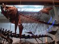 Fossil fish