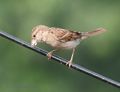 Female carrying food for juveniles.