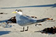 Thalasseus bergii thalassinus, Bird Island, Seychelles 1.jpg