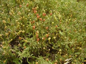 Sarcopoterium spinosum fruit RJP 02.jpg