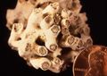The coral Cladocora from the Pliocene of Cyprus.