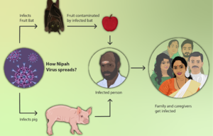 كيفية انتشار ڤيروس نيپاه[16]