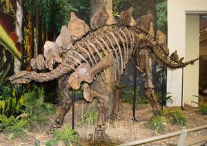 Stegosaurus ungulatus.jpg