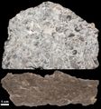 Photo and etched section of a sample of fossiliferous limestone from the Kope Formation (Upper Ordovician) near Cincinnati, Ohio.