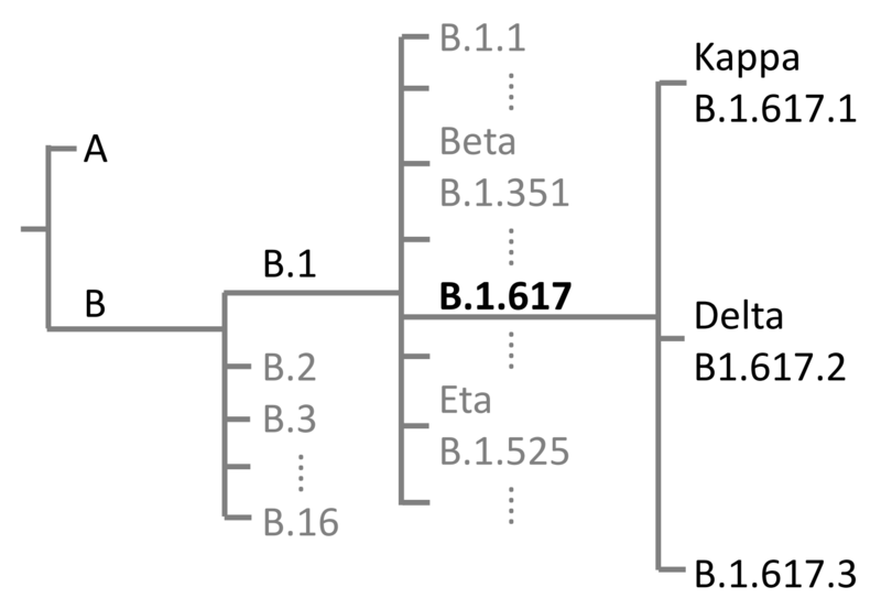 ملف:SARS-CoV-2 lineage B-1-617.png