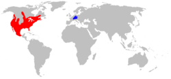 Common Raccoon range.png