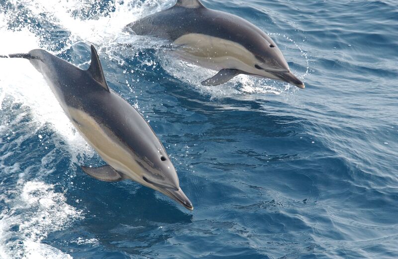 ملف:Common dolphin noaa.jpg