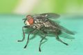 Fliege auf Parkbank