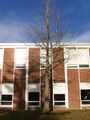 Ginkgo Tree in late fall at Colby-Sawyer College in New London, New Hampshire.