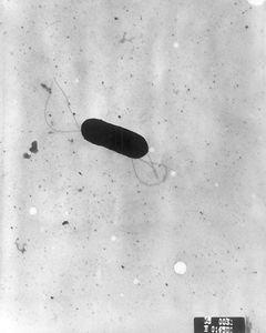 Listeria monocytogenes PHIL 2287 lores.jpg