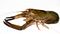 Caridea (true shrimp)