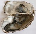 Crassostrea gigas, opened