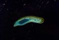 Vuladdore Reef