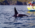 Orca.png