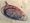 Schistosoma mansoni.jpg