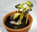 Sunflower seedlings, just three days after germination