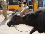 A close-up of Buffalo1.JPG