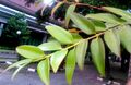 Agat dammara Pj 192625.JPG