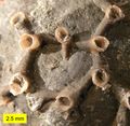 The common tabulate coral Aulopora from the Middle Devonian of Ohio; view of colony origin encrusting a brachiopod valve.