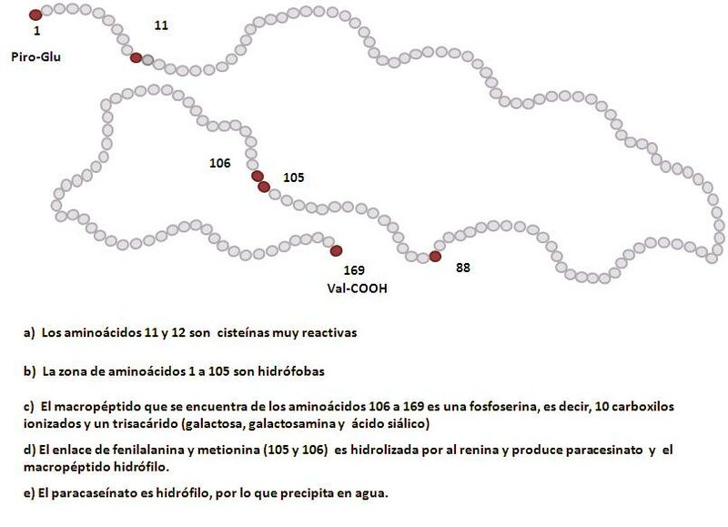 ملف:Caseínas.jpg