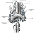 The tracheobronchial lymph glands.