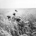 Slovak soldiers in rye around Lypovets, Ukrainian SSR, Soviet Union