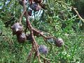 Starr 061225-2938 Cupressus lusitanica.jpg